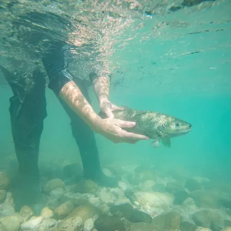 Nebesa * קובאריד