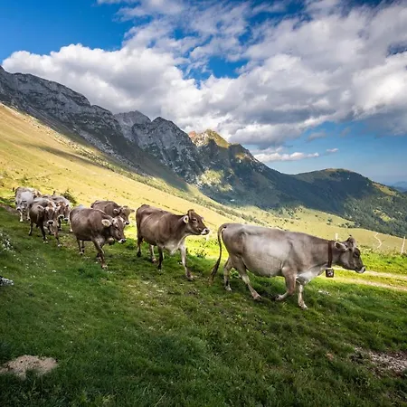 Nebesa * 코바리드